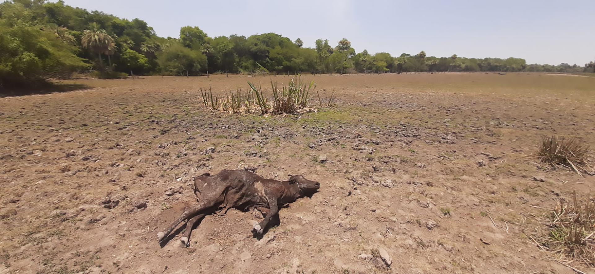 Pronostican una brutal caída del ingreso de dólares del campo por la grave sequía