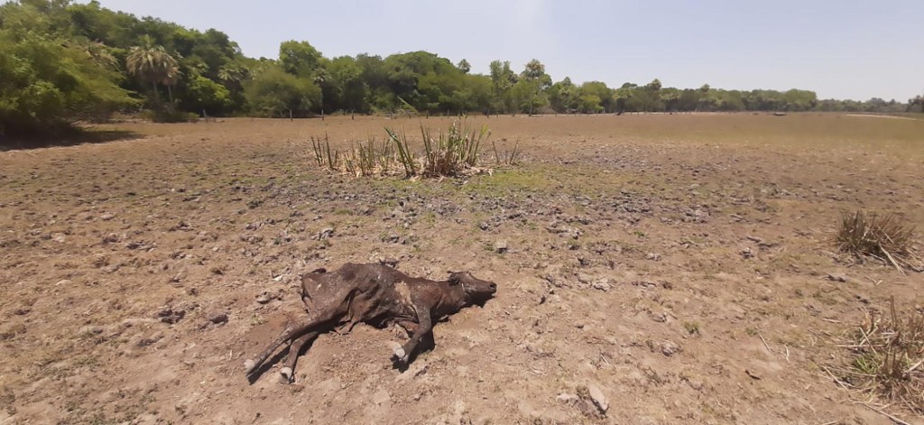 Pronostican una brutal caída del ingreso de dólares del campo por la grave&nbsp;sequía