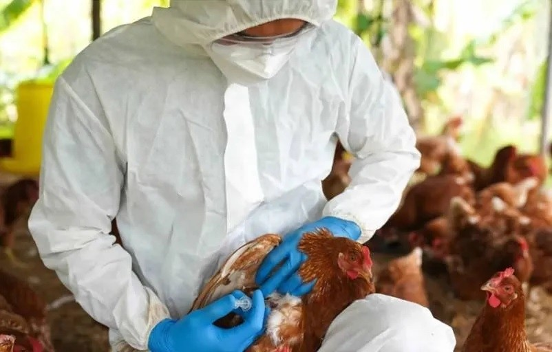 Argentina suspende las exportaciones de pollo y huevo por la detección de un caso de gripe aviar altamente&nbsp;patógeno
