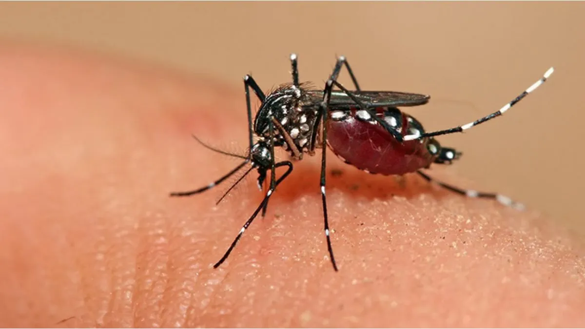 Dengue: los casos en Salta cayeron un 99,9% en el último año y no se registraron muertes