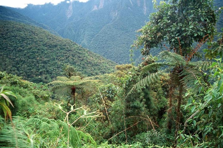 El Norte argentino impulsa la postulación de las Yungas como patrimonio&nbsp;mundial