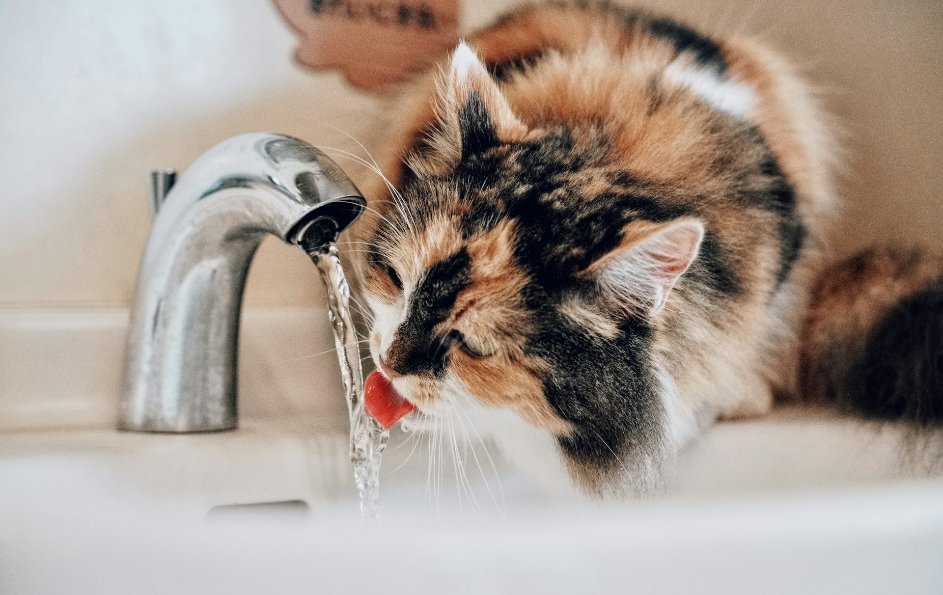 Agua en movimiento, la preferida de los gatos: instinto, bigotes sensibles y salud renal y urinaria